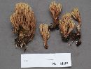 Ramaria fagicola image