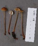 Mycena crocata image