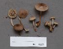 Marasmius wynneae image