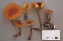 Xeromphalina tenuipes image