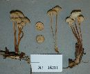 Marasmius decipiens image