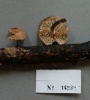 Gymnopus dichrous image