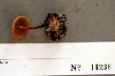 Marasmius cystidiosus image