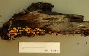 Xeromphalina kauffmanii image