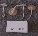 Marasmiellus subnigricans image