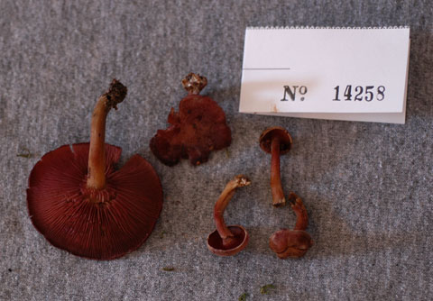 Callistosporium purpureomarginatum image