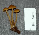 Callistosporium luteoolivaceum image