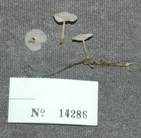 Marasmiellus tenerrimus image