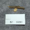 Lentinus suavissimus image