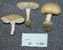 Image of Amanita pubescens