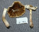 Amanita flavorubens image