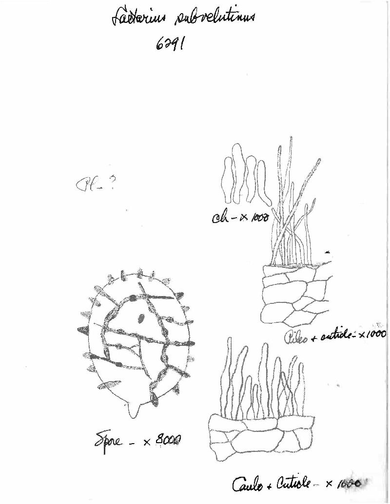 Lactarius subvelutinus image