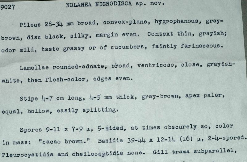 Entoloma nigrodiscum image