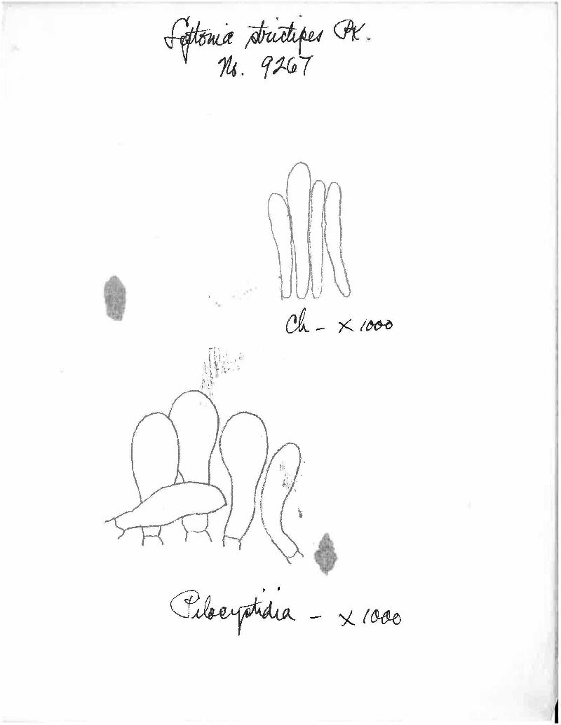 Entoloma strictipes image