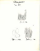 Pholiota flavescens image