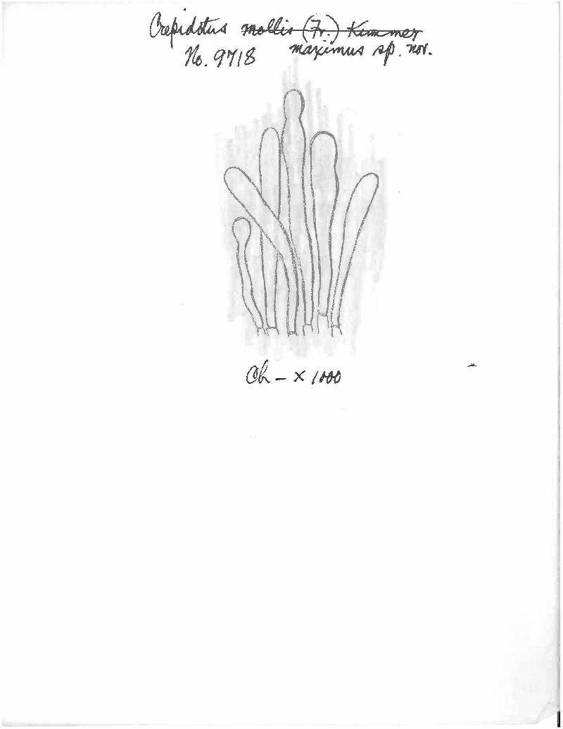 Crepidotus maximus image