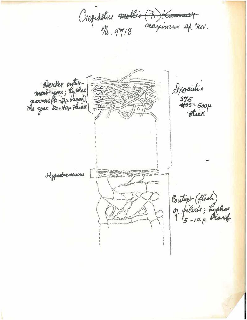 Crepidotus maximus image