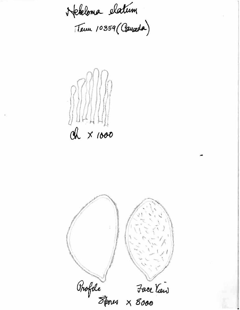 Hebeloma elatum image