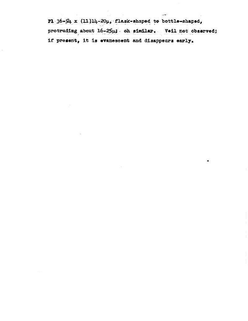 Psathyrella sublateritia image