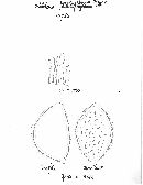 Hebeloma porphyrosporum image