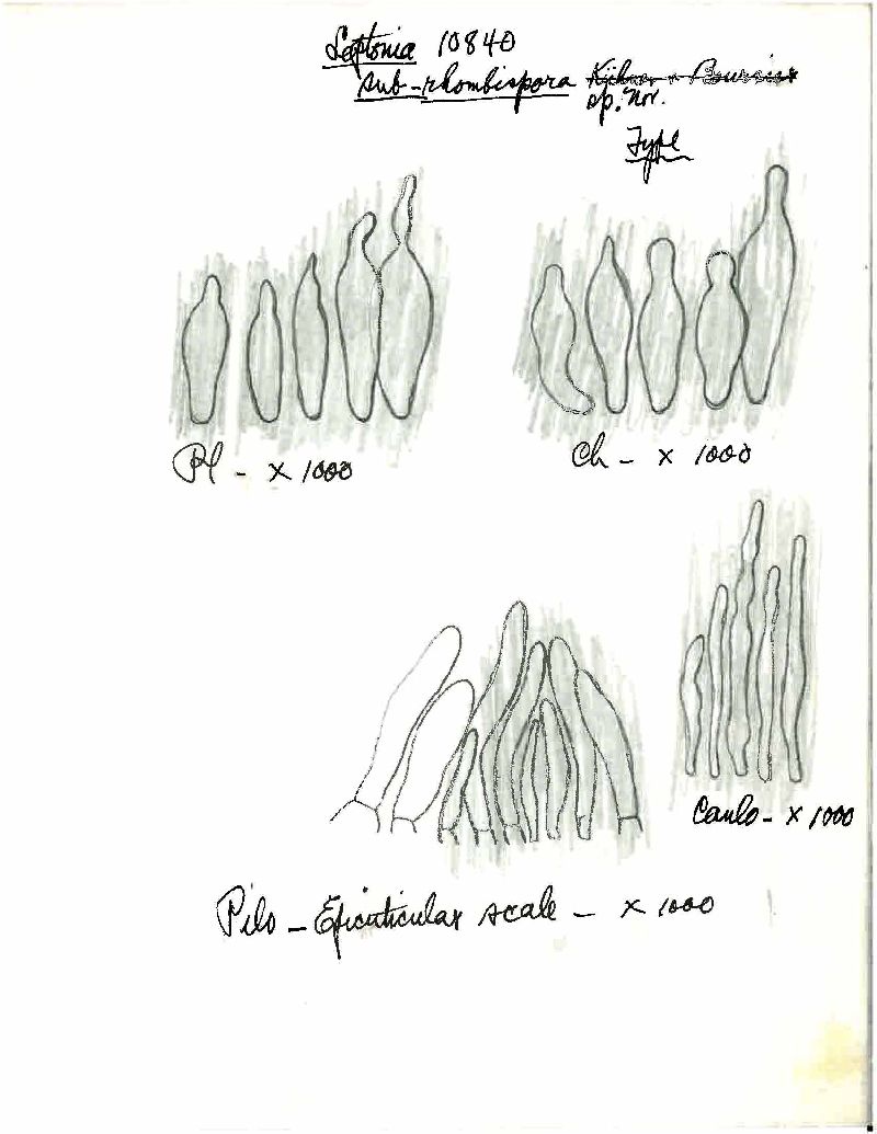 Entoloma subrhombisporum image