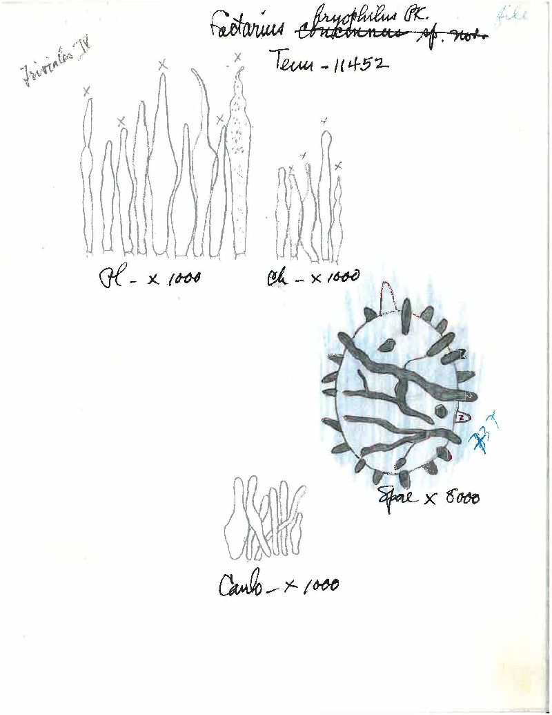 Lactarius bryophilus image