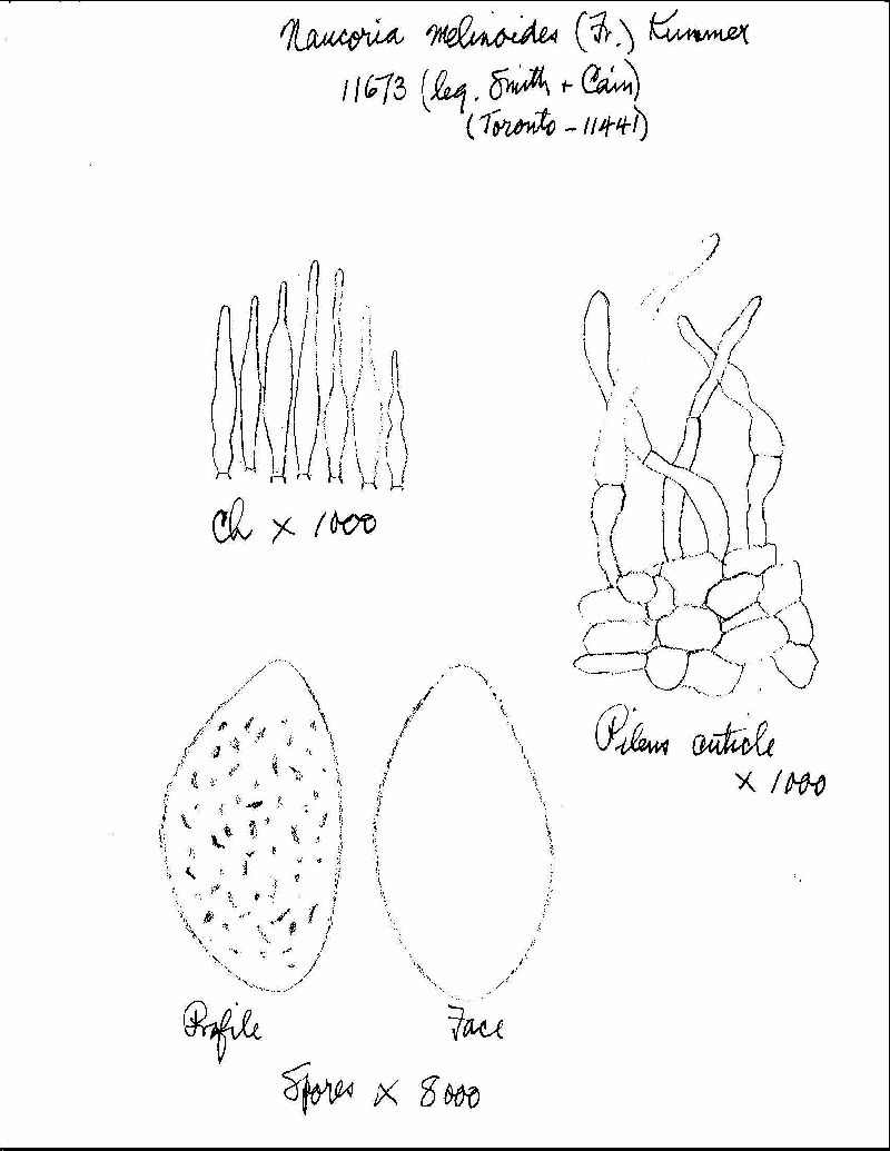 Naucoria melinoides image