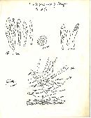 Russula parazurea image