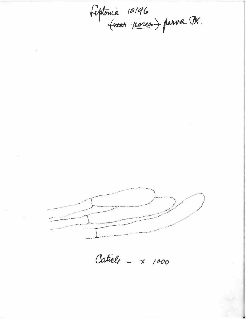 Entoloma parvum image