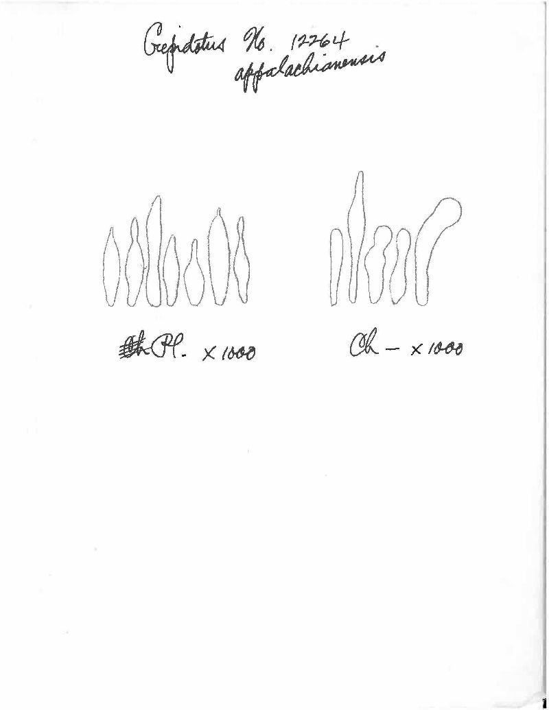 Crepidotus appalachianensis image