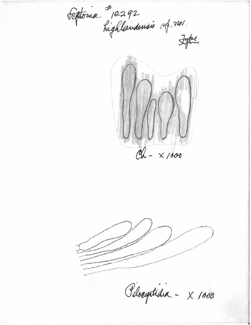 Entoloma highlandense image