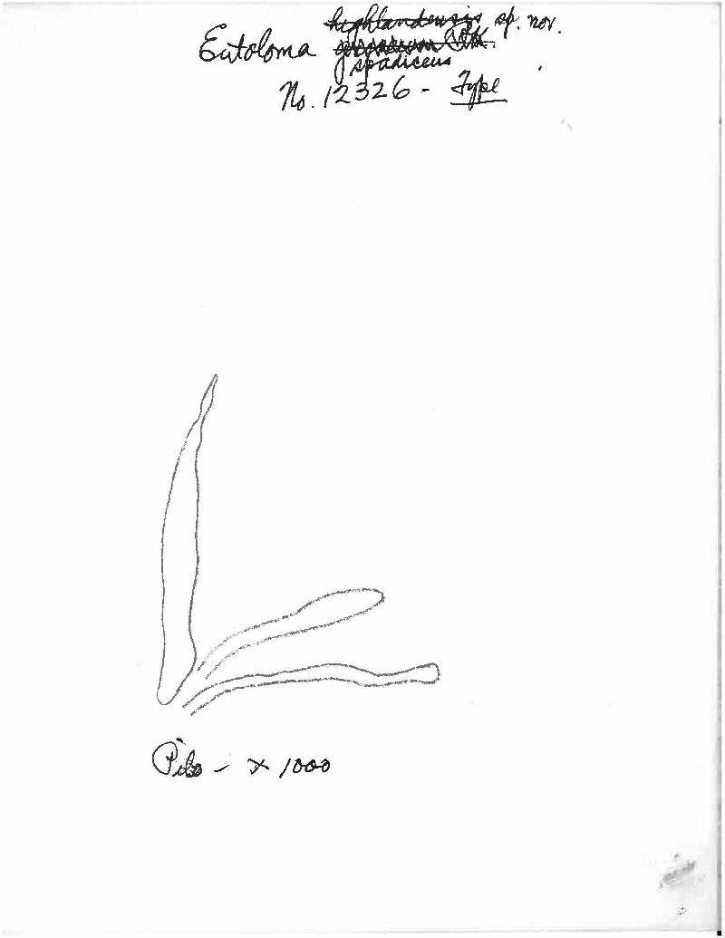 Entoloma spadiceum image