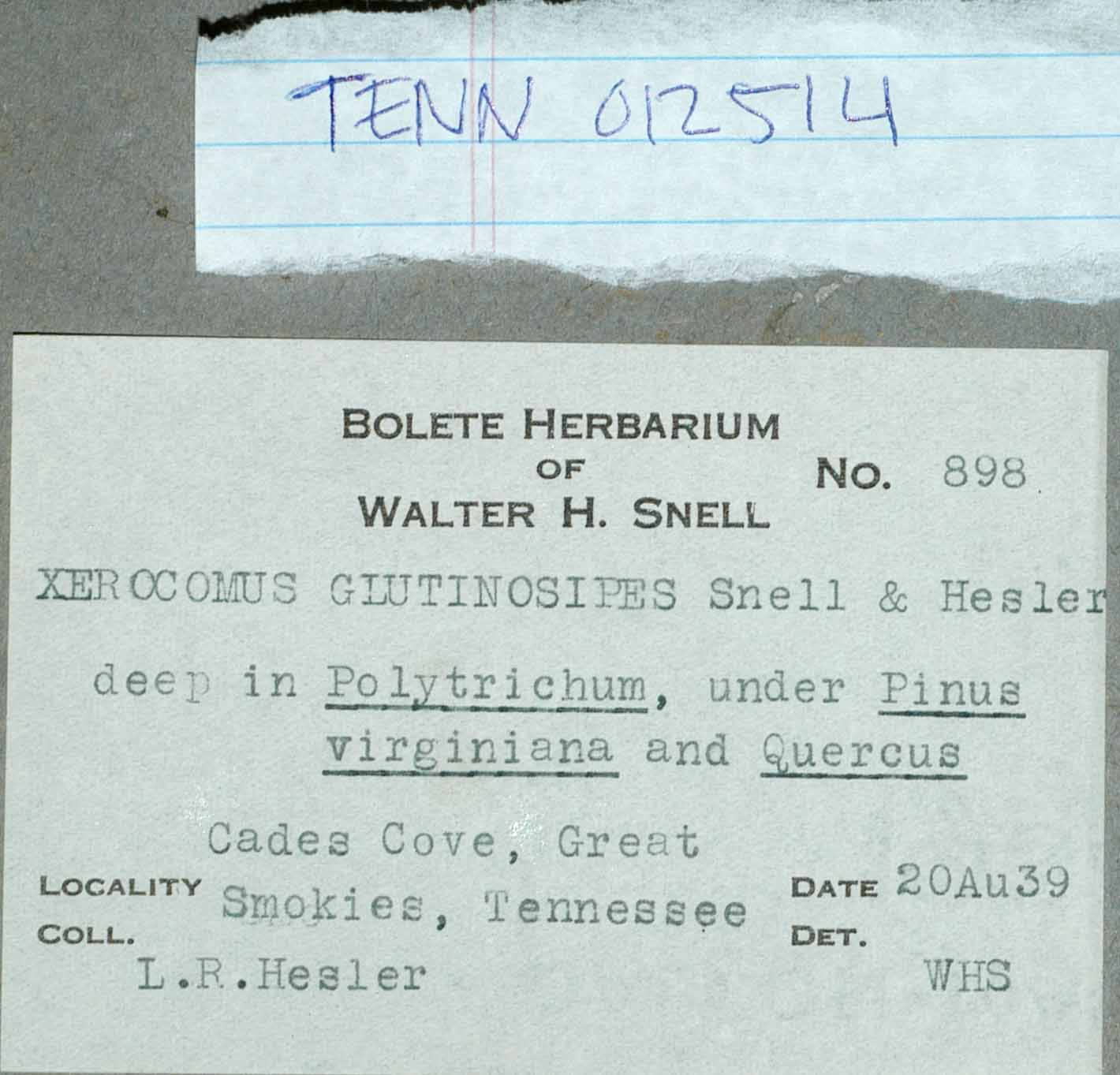Boletus glutinosipes image