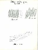 Entoloma odoriferum image