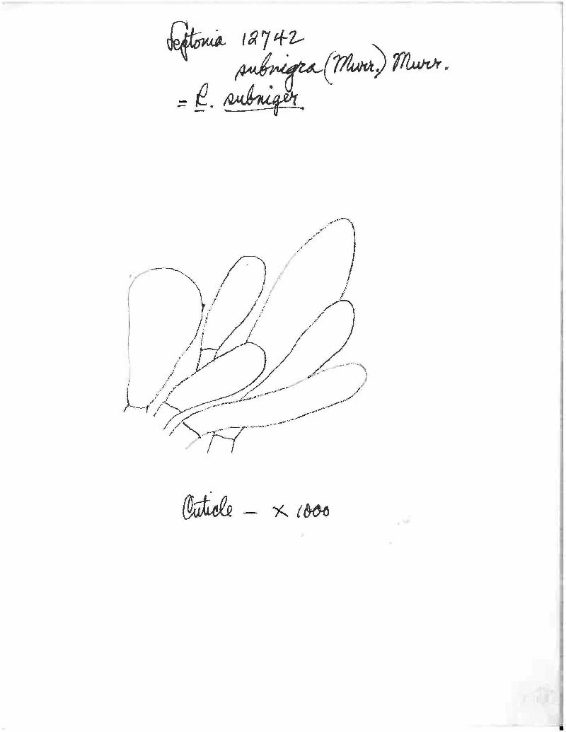 Entoloma subnigrum image