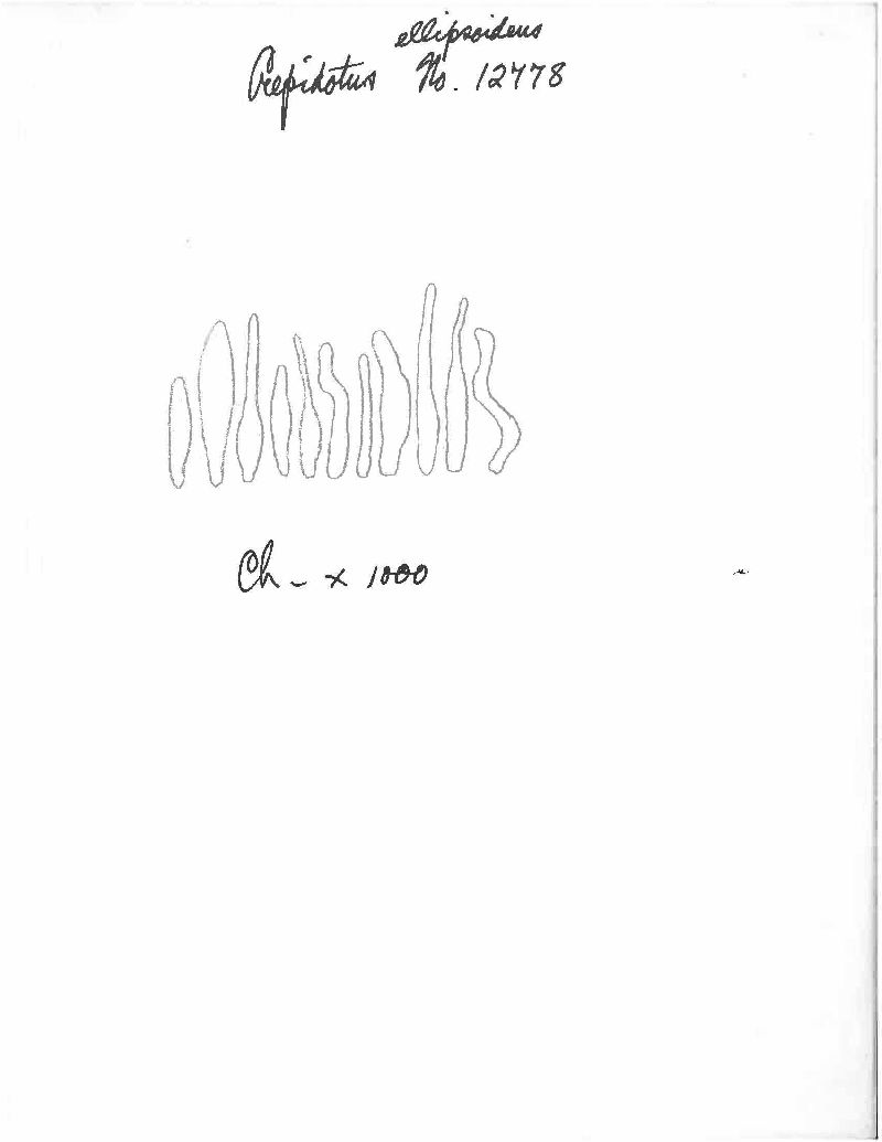 Crepidotus ellipsoideus image