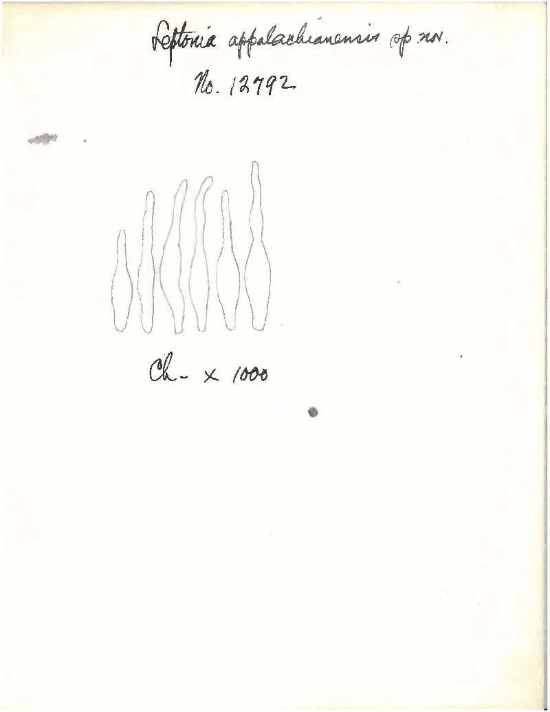 Entoloma appalachianense image