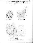 Entoloma fuliginosum image