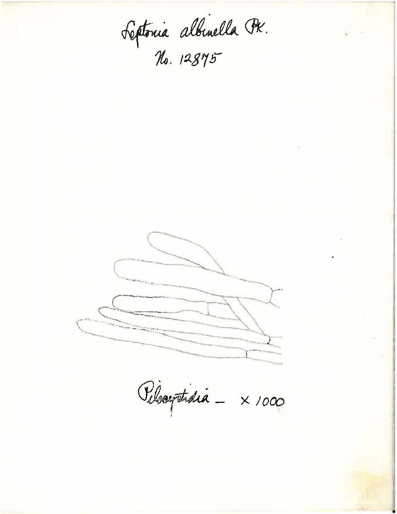 Entoloma albinellum image