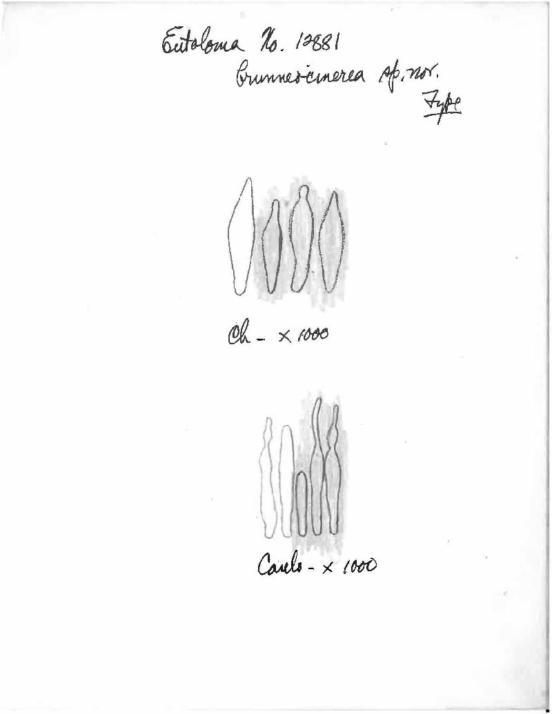 Entoloma brunneocinereum image