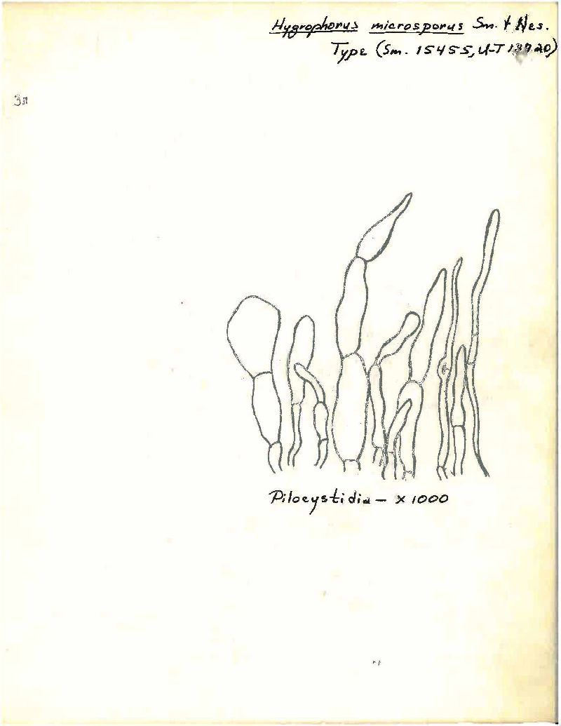 Camarophyllopsis microspora image
