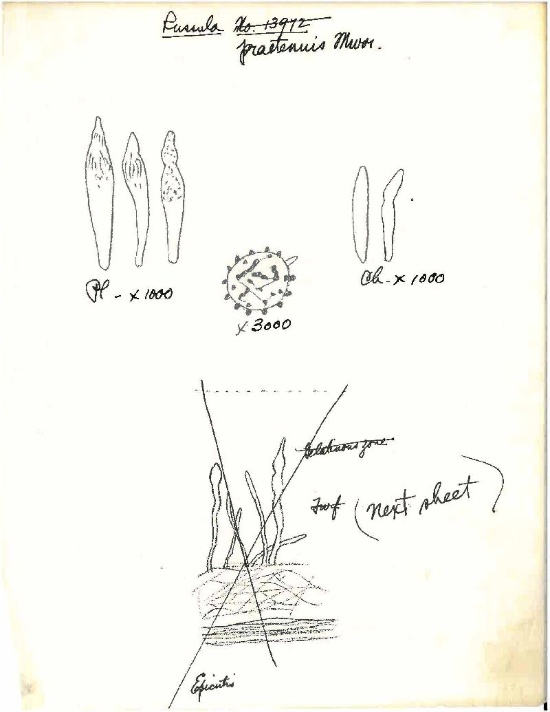 Russula praetenuis image