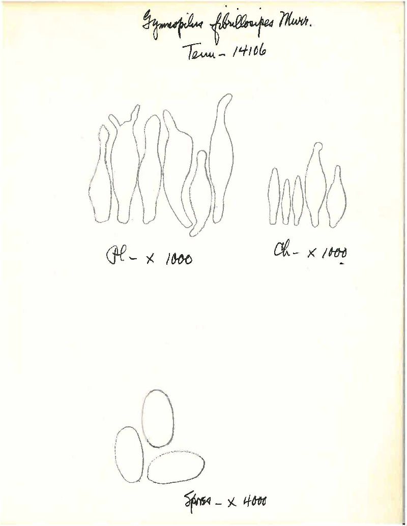 Pholiota fibrillosipes image