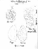 Hebeloma brunneifolium image