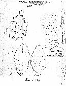 Hebeloma brunneifolium image