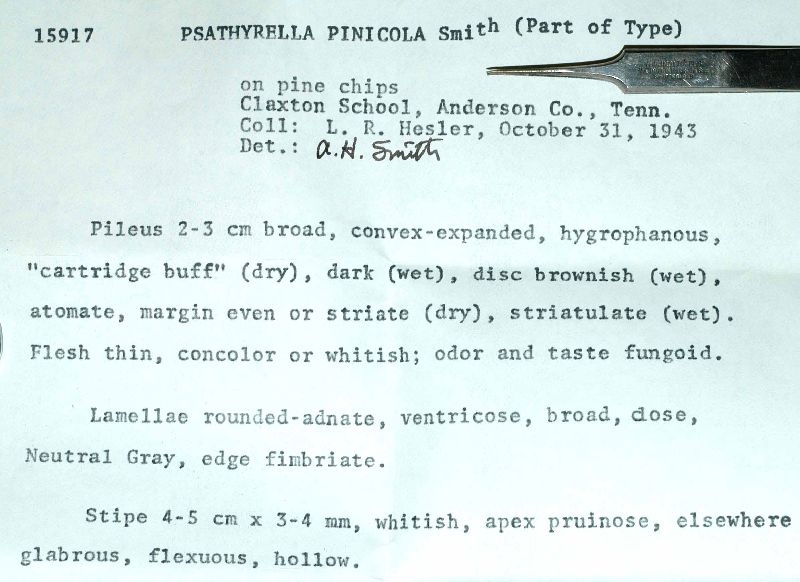 Psathyrella pinicola image