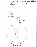 Rosellinia aquila image