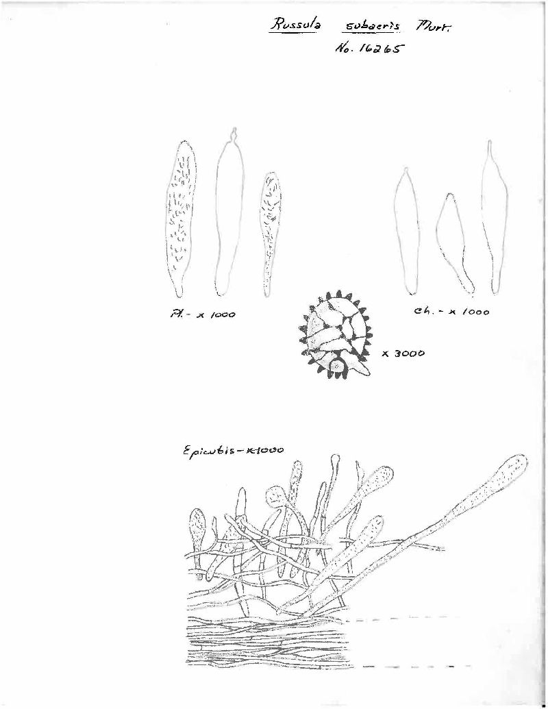Russula subacris image