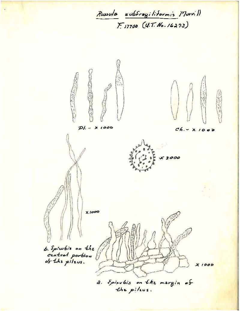 Russula subfragiliformis image