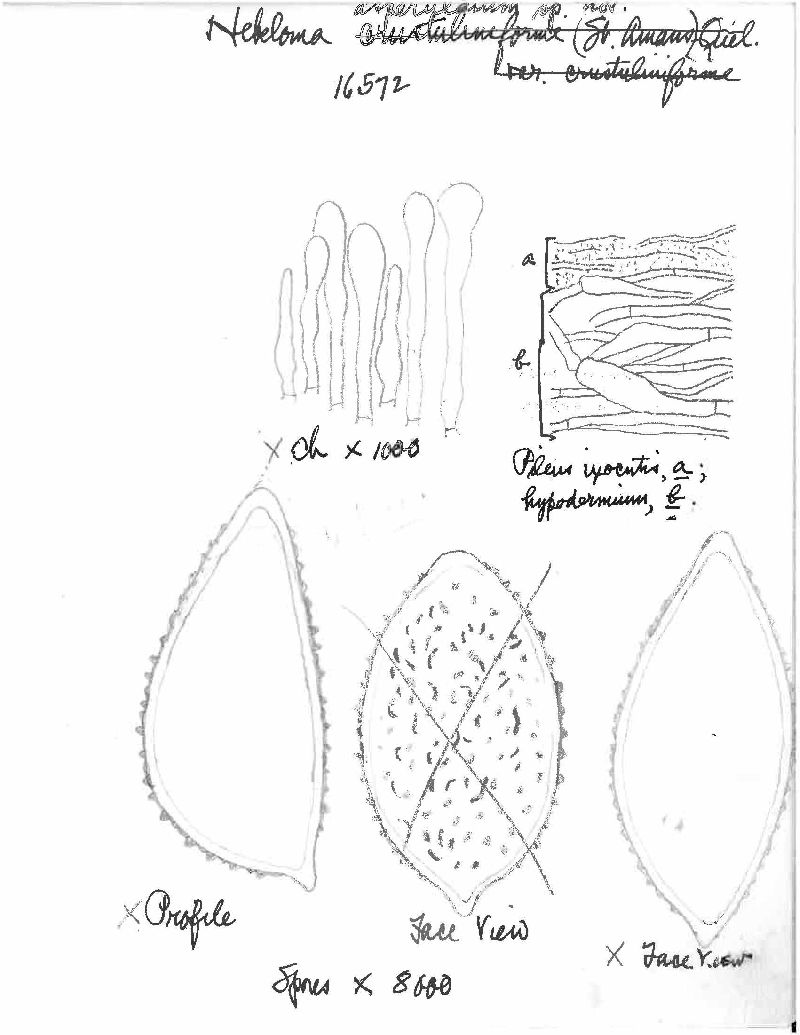 Hebeloma asperulatum image